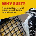 More Birds Double Suet Feeder with Weather Guard, 6.5" L X 4.25" W X 7.25" H, Brown