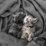 Utopia Bedding Fleece Blanket Queen Size Grey (90x90 Inches) Ultra Soft Warm Lightweight Microfiber Breathable Anti-Static Cozy Winter Bed Blanket, All-Season Home Decor Gift for Men & Women