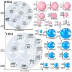 Mini Dome Silicone Mold for Cakes and Crafts