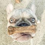 Nylabone Natural Roast Beef Dog Chews - Medium