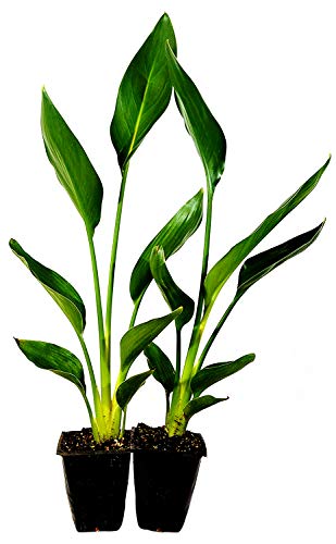 Orange Bird of Paradise Plant - 2 Pack