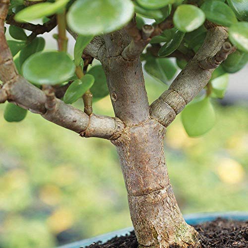 Dwarf Jade Bonsai Tree in Decorative Pot