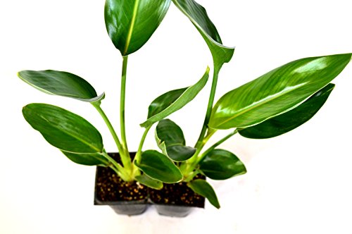 Orange Bird of Paradise Plant - 2 Pack