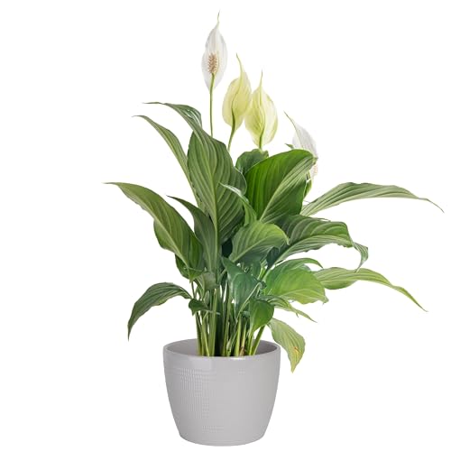 Peace Lily Plant - Elegant Indoor Décor