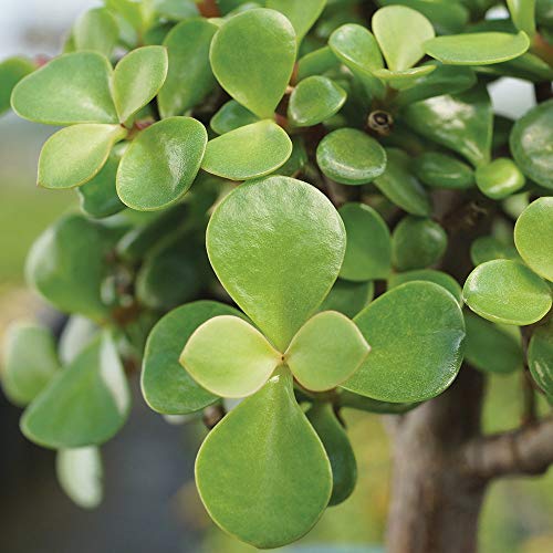Dwarf Jade Bonsai Tree in Decorative Pot