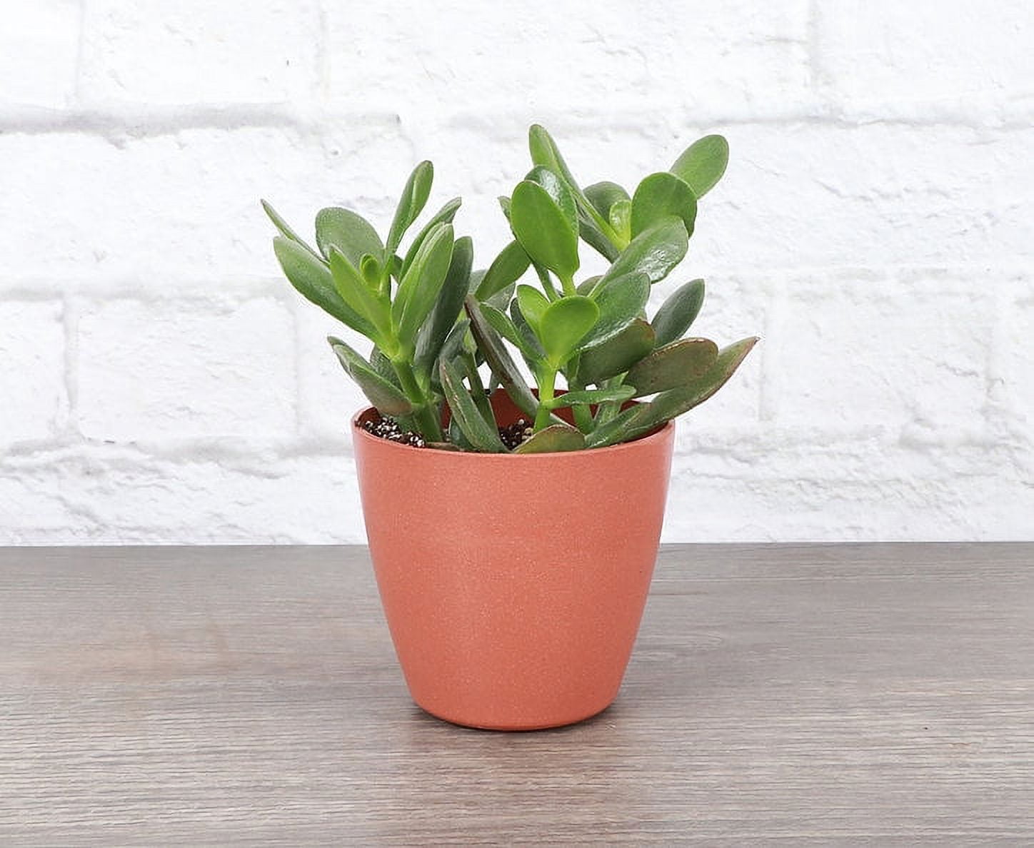 Jade Plant in Biodegradable Terra Cotta Pot
