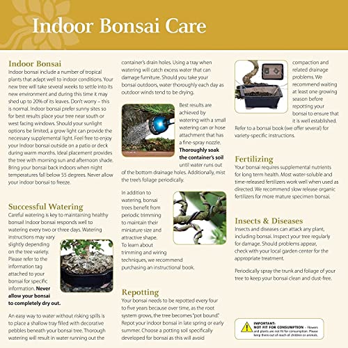 Dwarf Jade Bonsai Tree in Decorative Pot