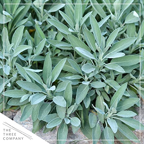 Lavender Herb Pack - Natural Sleep Aid (4 Plants)