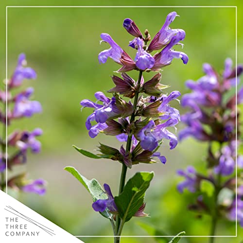 Lavender Herb Pack - Natural Sleep Aid (4 Plants)