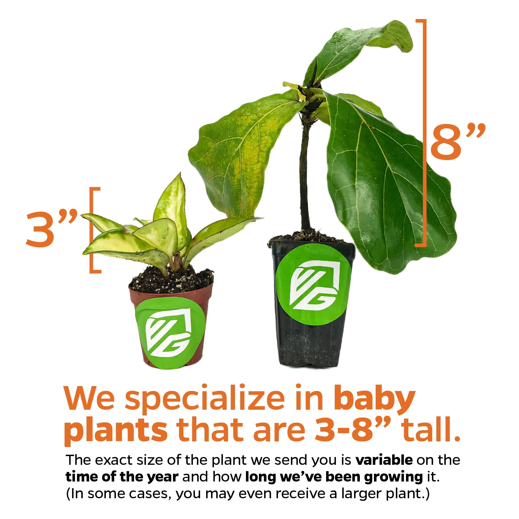 Gemini Agave Live Plant - Agave Geminiflora