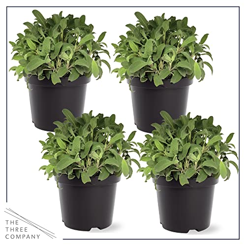 Lavender Herb Pack - Natural Sleep Aid (4 Plants)