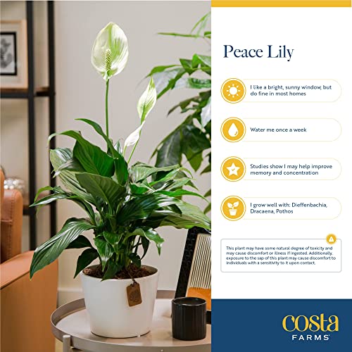 Peace Lily Plant - Elegant Indoor Décor