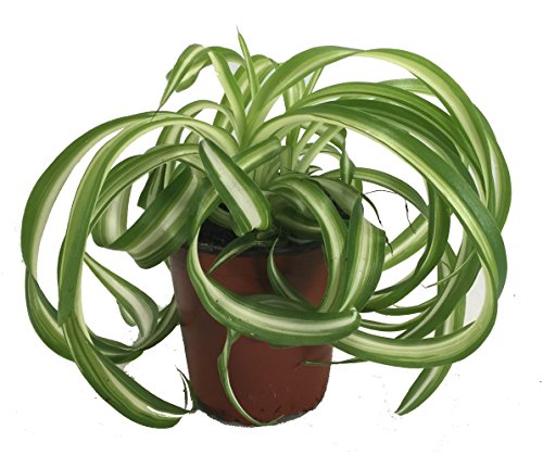 Bonnie Curly Spider Plant - Air Purifier - 4" Pot