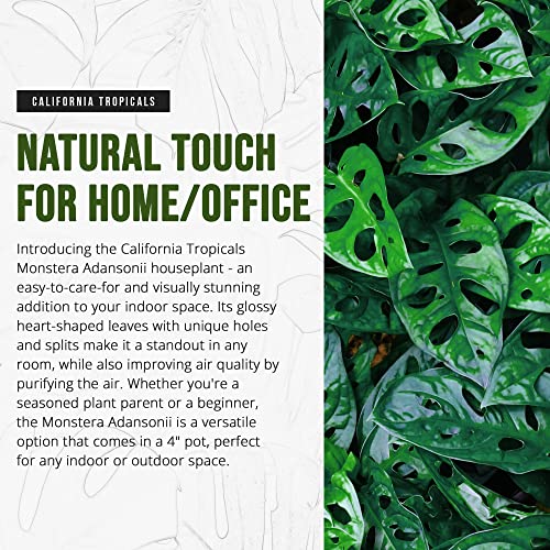 Monstera Adansonii - Tropical Indoor Plant