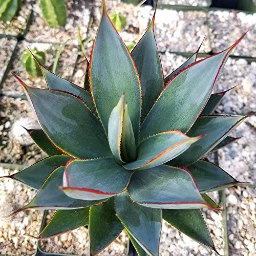 Blue Glow Agave Succulent in 3.5 Inch Pot