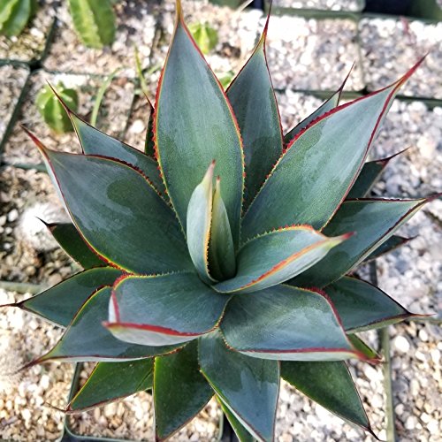 3.5 Inch Blue Glow Agave Cactus Plant