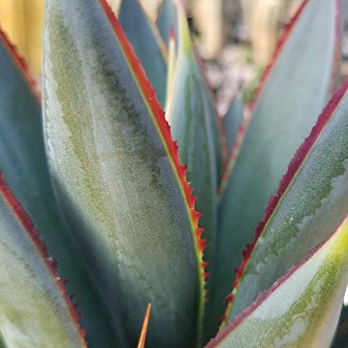 Blue Glow Agave Succulent in 3.5 Inch Pot