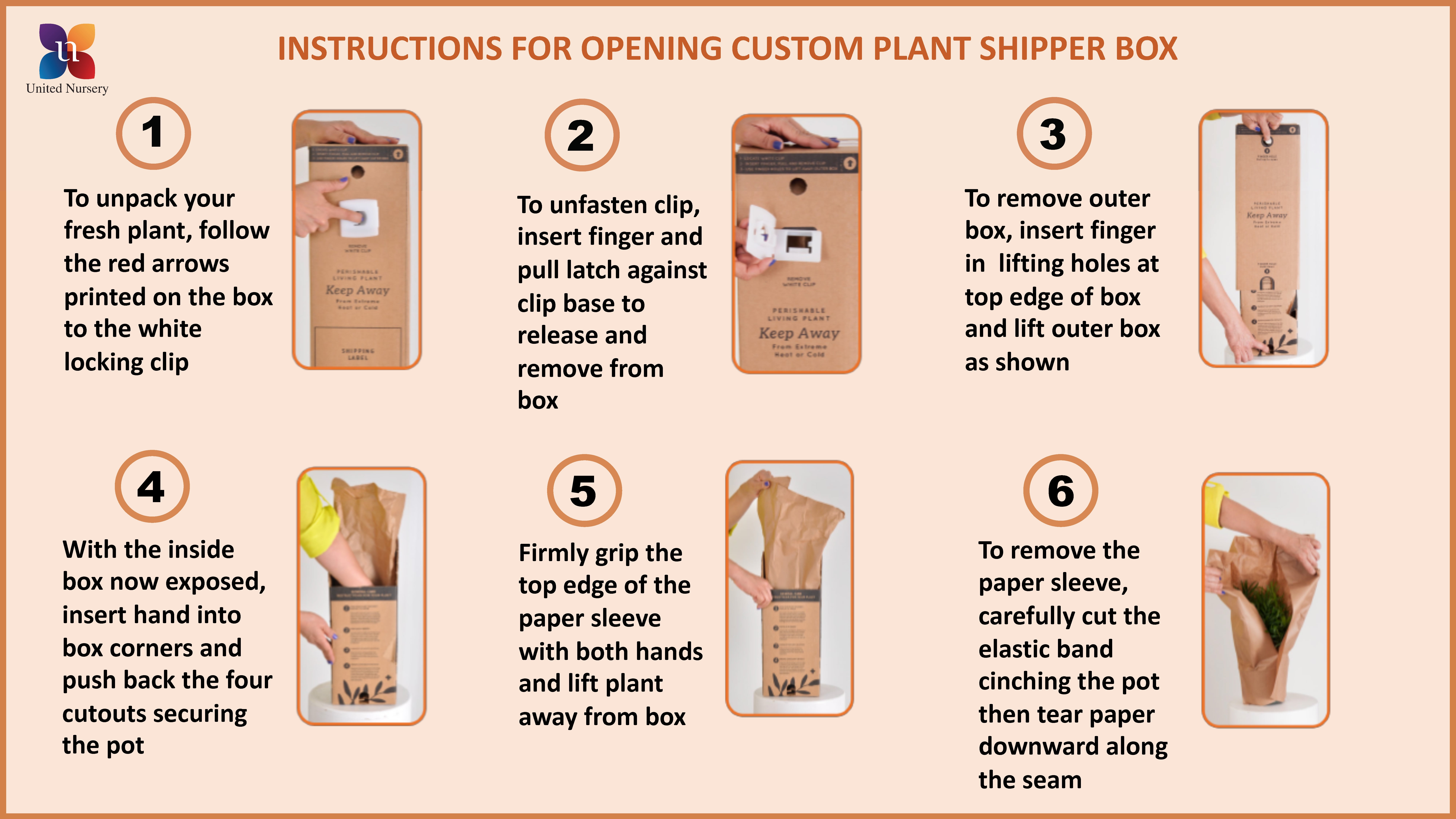 Golden Pothos Plant in 6 Inch Pot