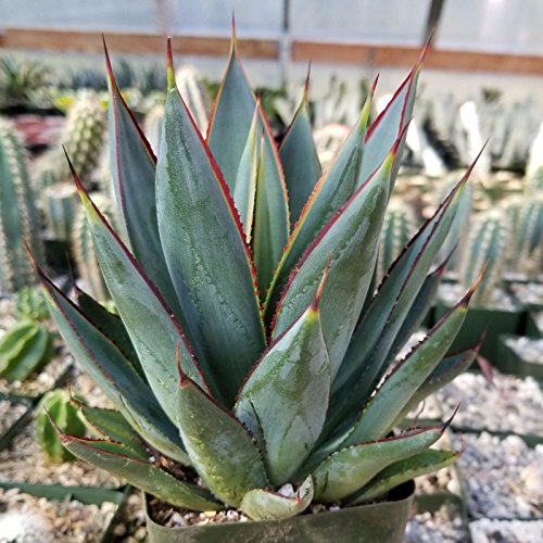 3.5 Inch Blue Glow Agave Cactus Plant