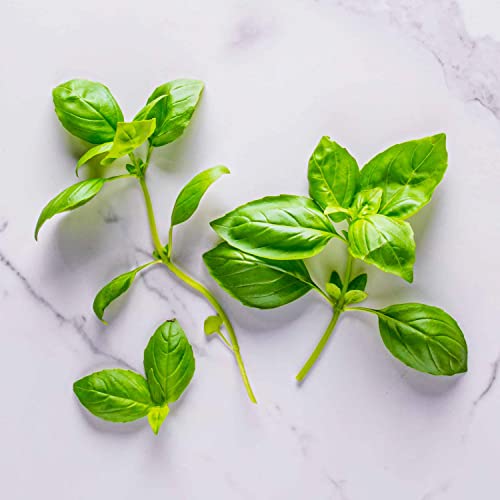 AeroGarden Basil Seed Pod Kit - 6 Pods