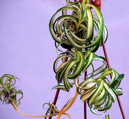 Bonnie Curly Spider Plant - Air Purifier - 4" Pot