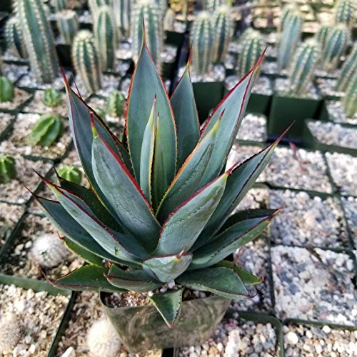 3.5 Inch Blue Glow Agave Cactus Plant