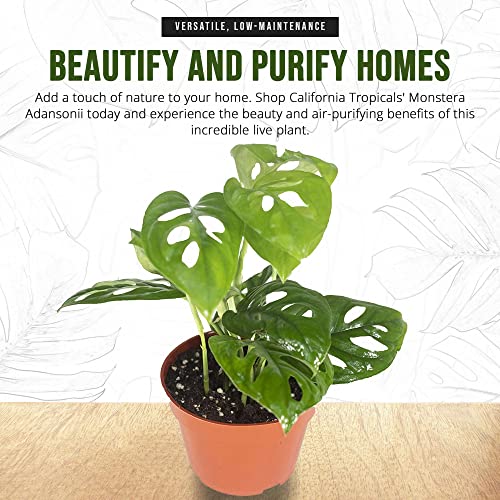 Monstera Adansonii - Tropical Indoor Plant