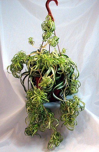Bonnie Curly Spider Plant - Air Purifier - 4" Pot