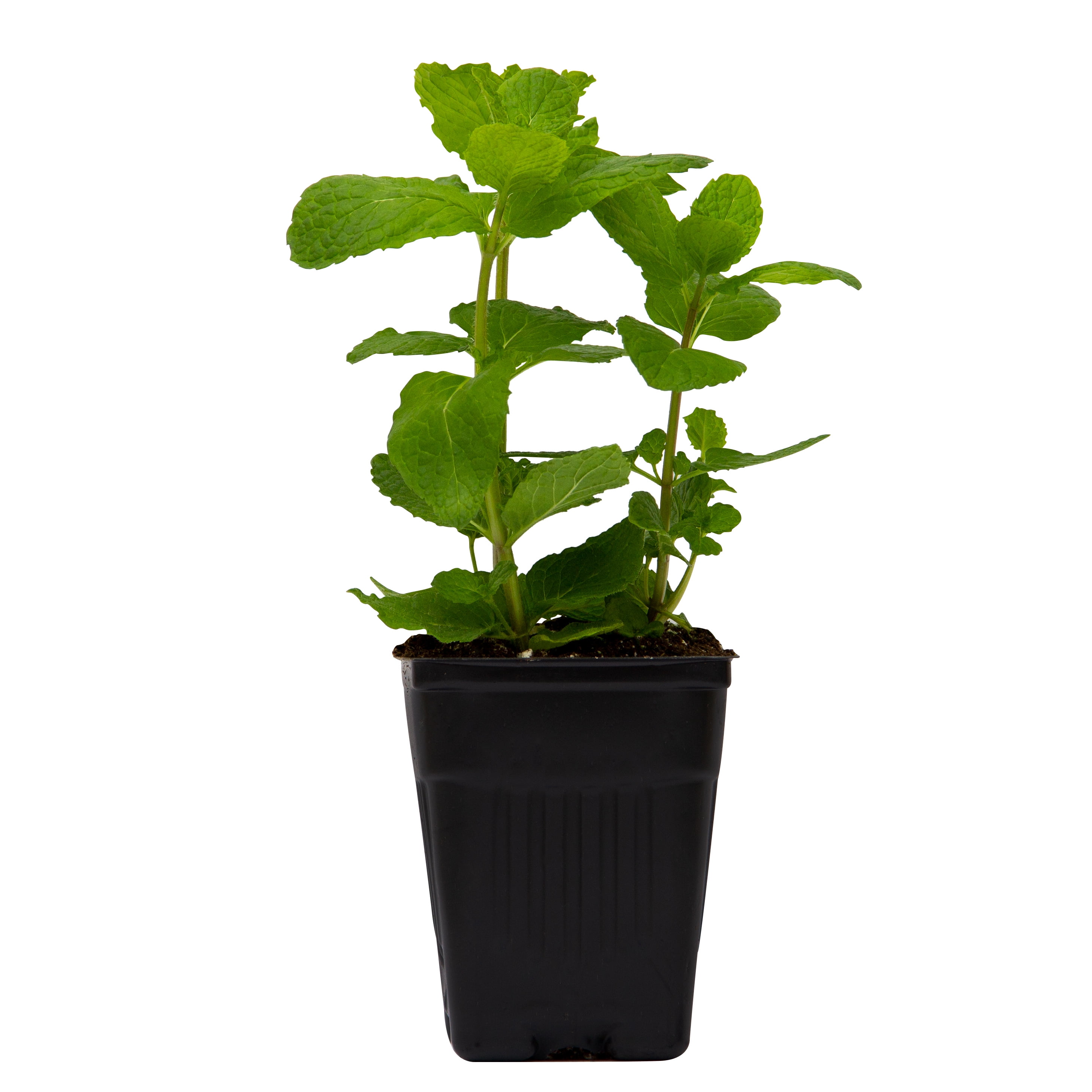 Potted Mint Green Herb Plant in Pot