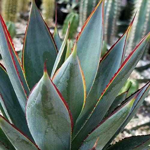 3.5 Inch Blue Glow Agave Cactus Plant