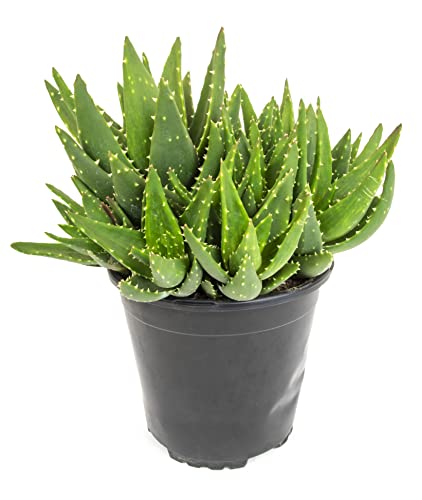 Aloe Nobilis Live Succulent Indoor Houseplant