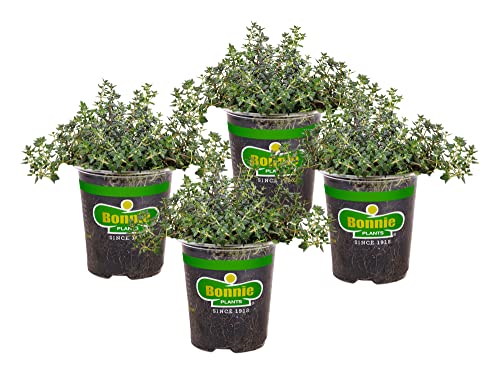 German Thyme Herb Plant 4-Pack for Cooking