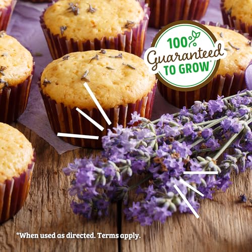 Lavender Windowsill Planter Set - Year-Round Growth