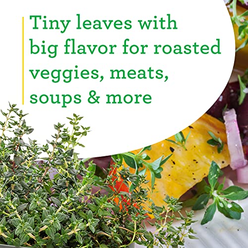 German Thyme Herb Plant 4-Pack for Cooking
