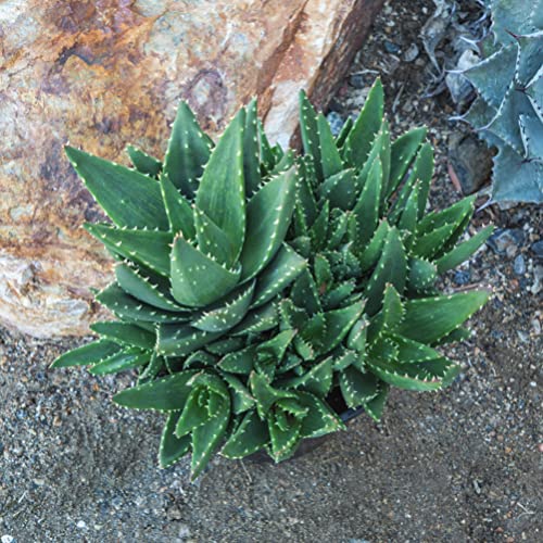 Aloe Nobilis Live Succulent Indoor Houseplant