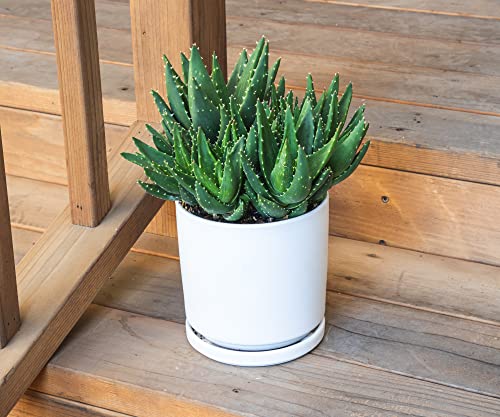 Aloe Nobilis Live Succulent Indoor Houseplant