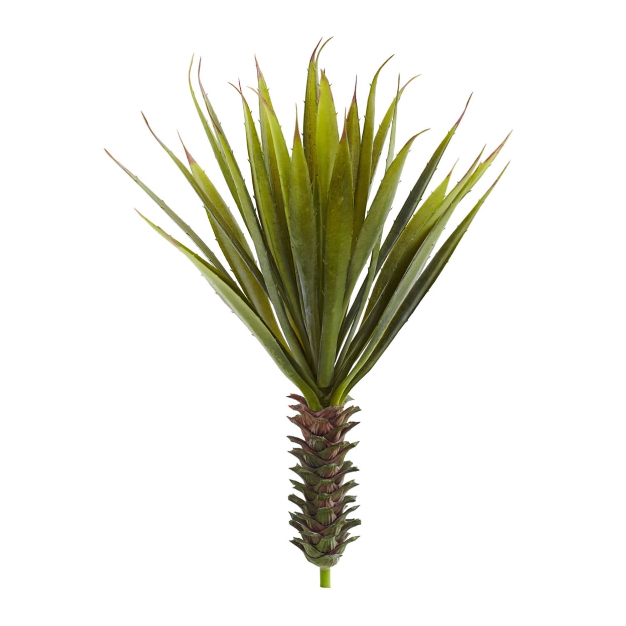 Set of 2 Spiky Agave Succulent Plants