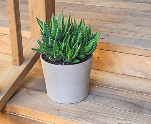 Aloe Nobilis Live Succulent Indoor Houseplant