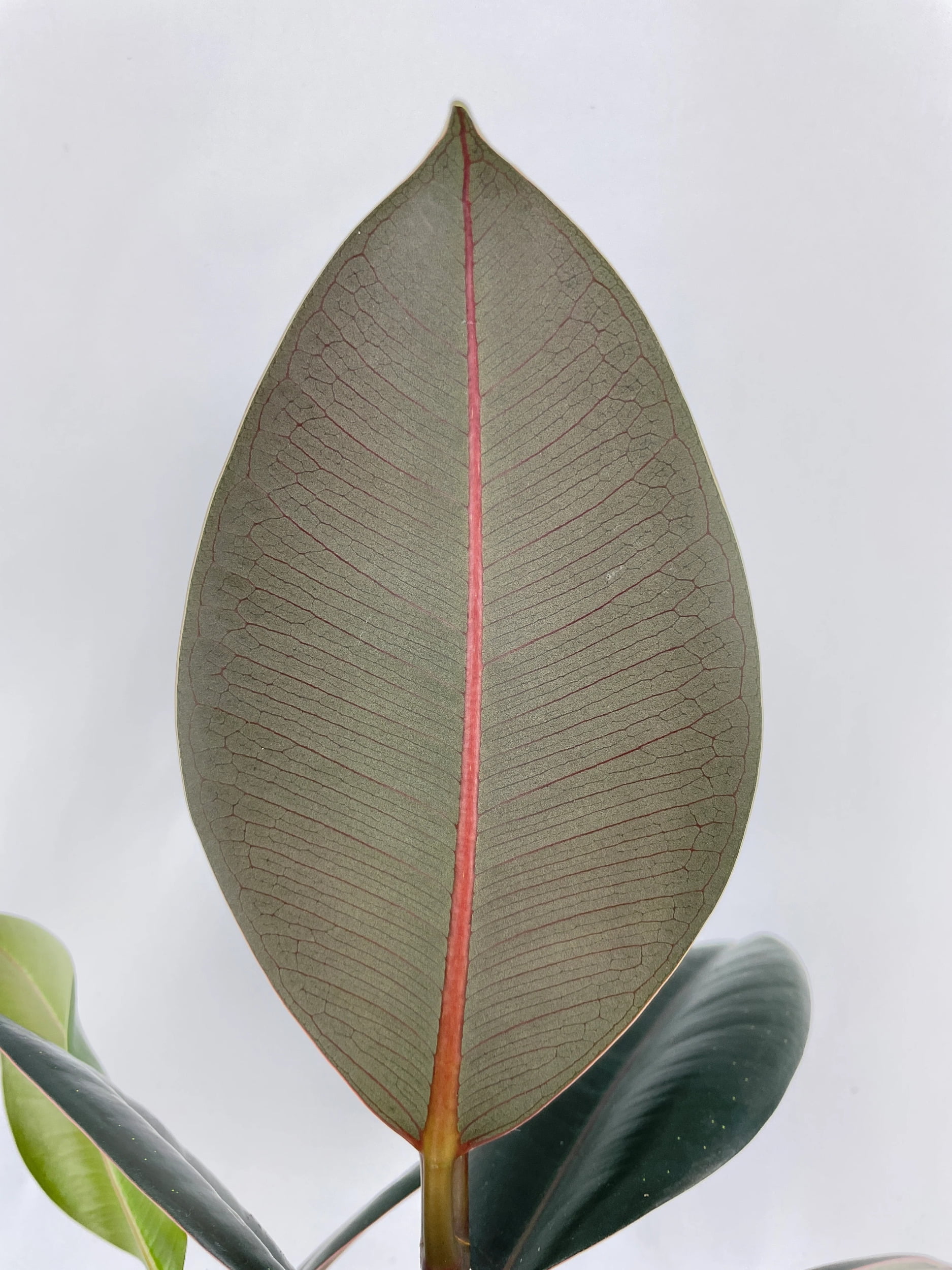 Burgundy Rubber Plant - Ficus Elastica