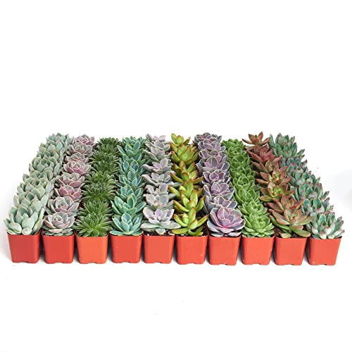 Rosette Succulent Collection - 32 Plants
