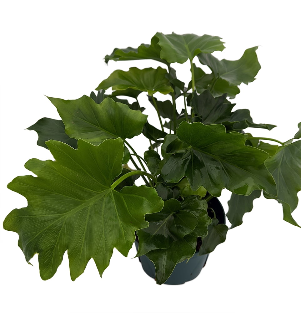 Shangri-La Philodendron - Easy Care House Plant