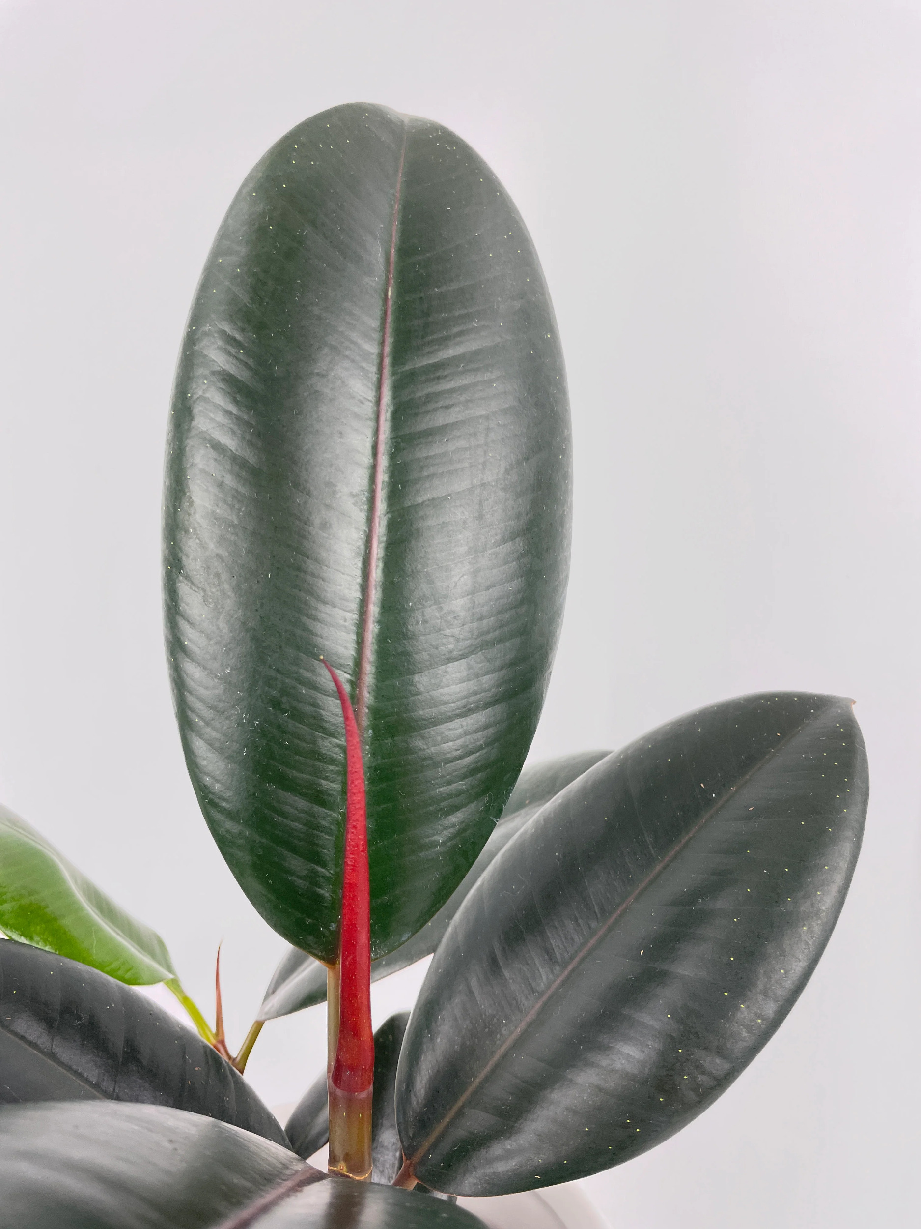 Burgundy Rubber Plant - Ficus Elastica