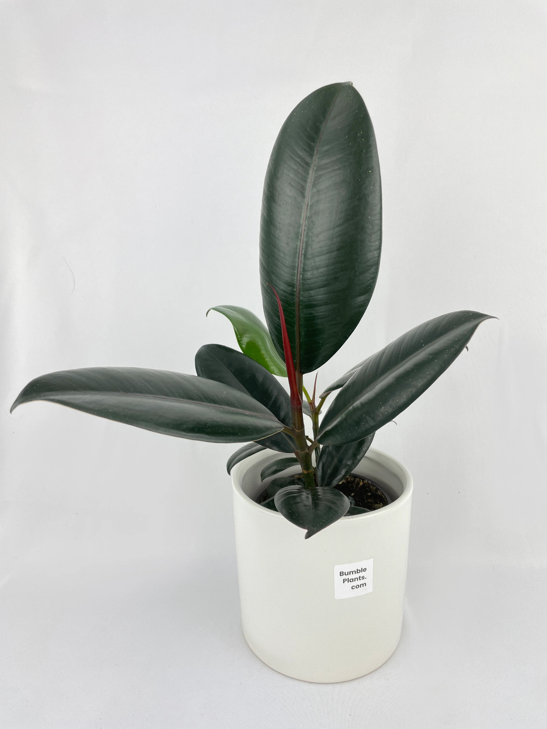 Burgundy Rubber Plant - Ficus Elastica