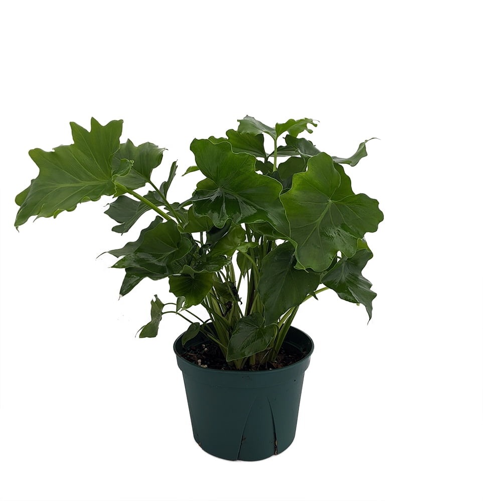 Shangri-La Philodendron - Easy Care House Plant