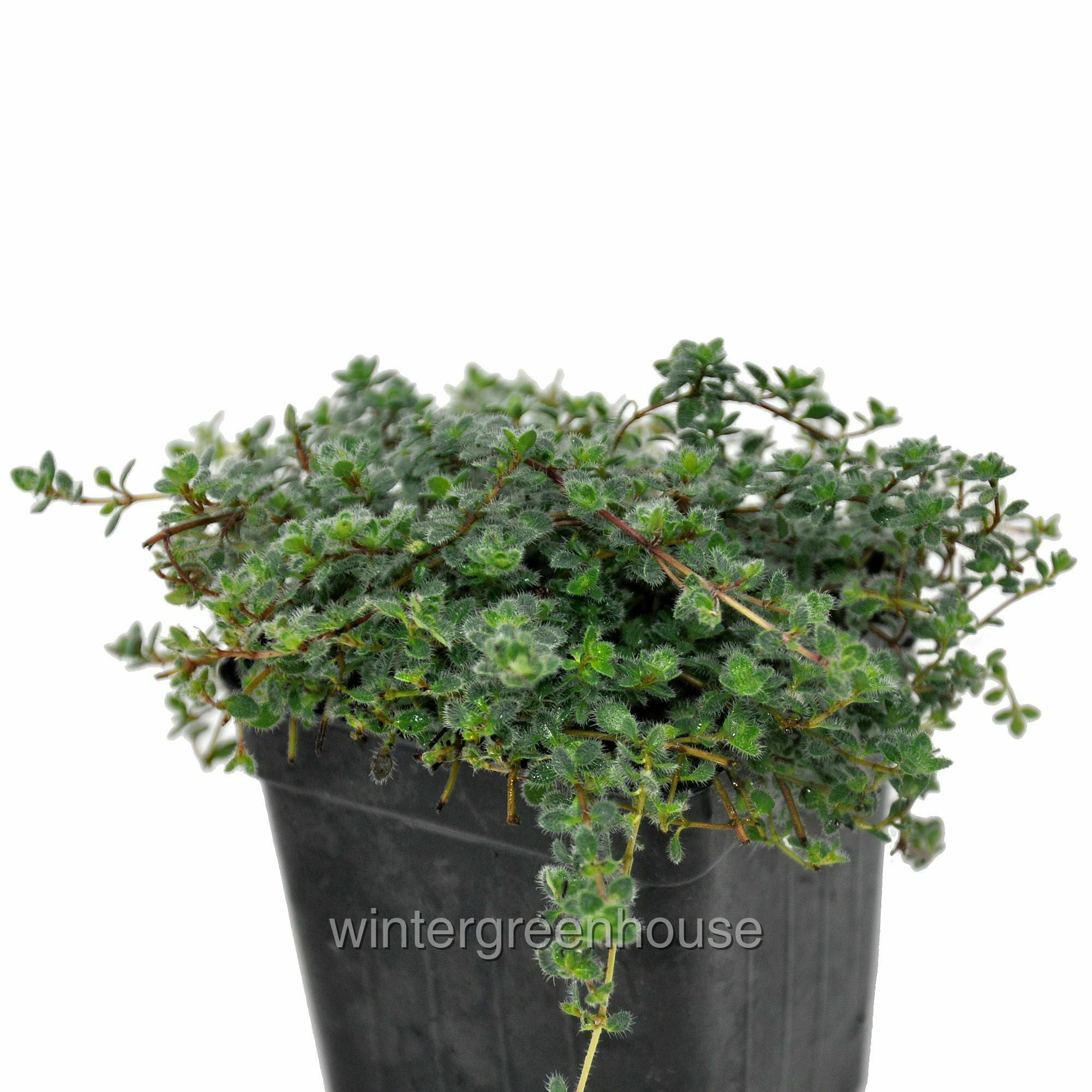 Wooly Thyme - 3" Pot Size Ground Cover Plant