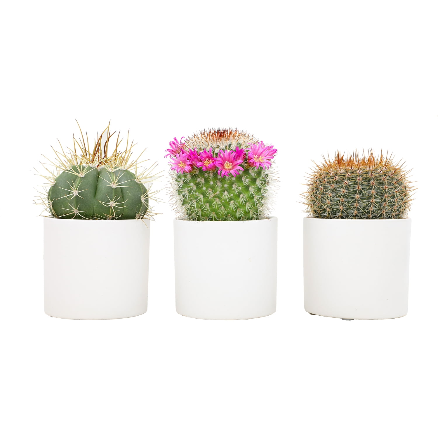 Assorted Cactus Plants in White Pots - 3 Pack