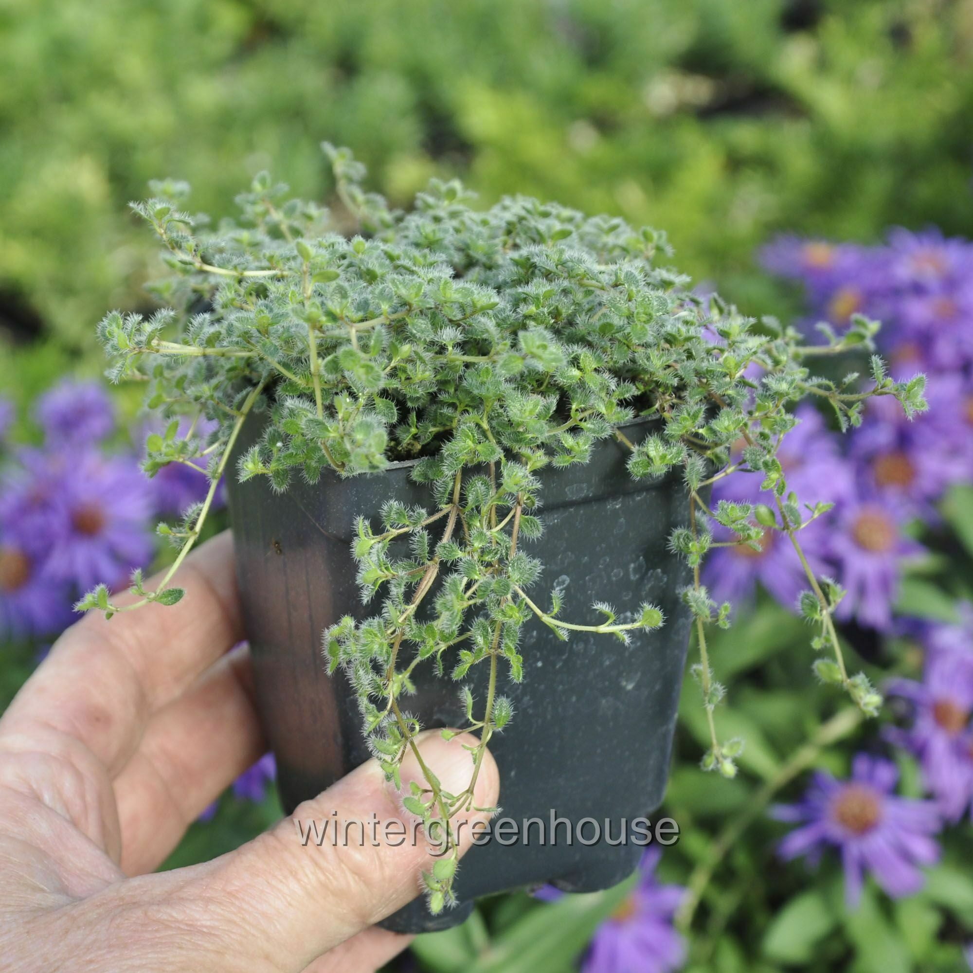 Wooly Thyme - 3" Pot Size Ground Cover Plant