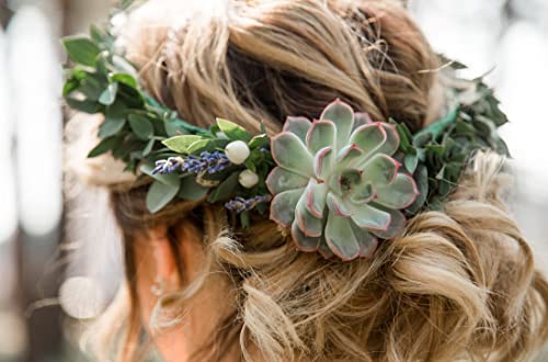 Rosette Succulent Collection - 32 Plants