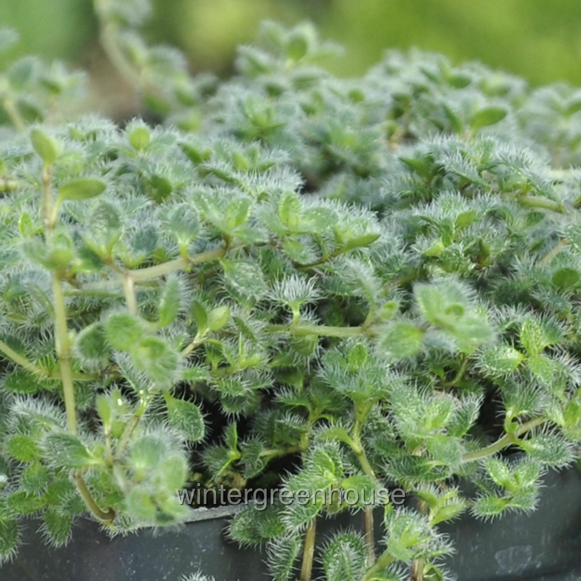 Wooly Thyme - 3" Pot Size Ground Cover Plant