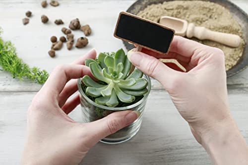 Rosette Succulent Collection - 32 Plants